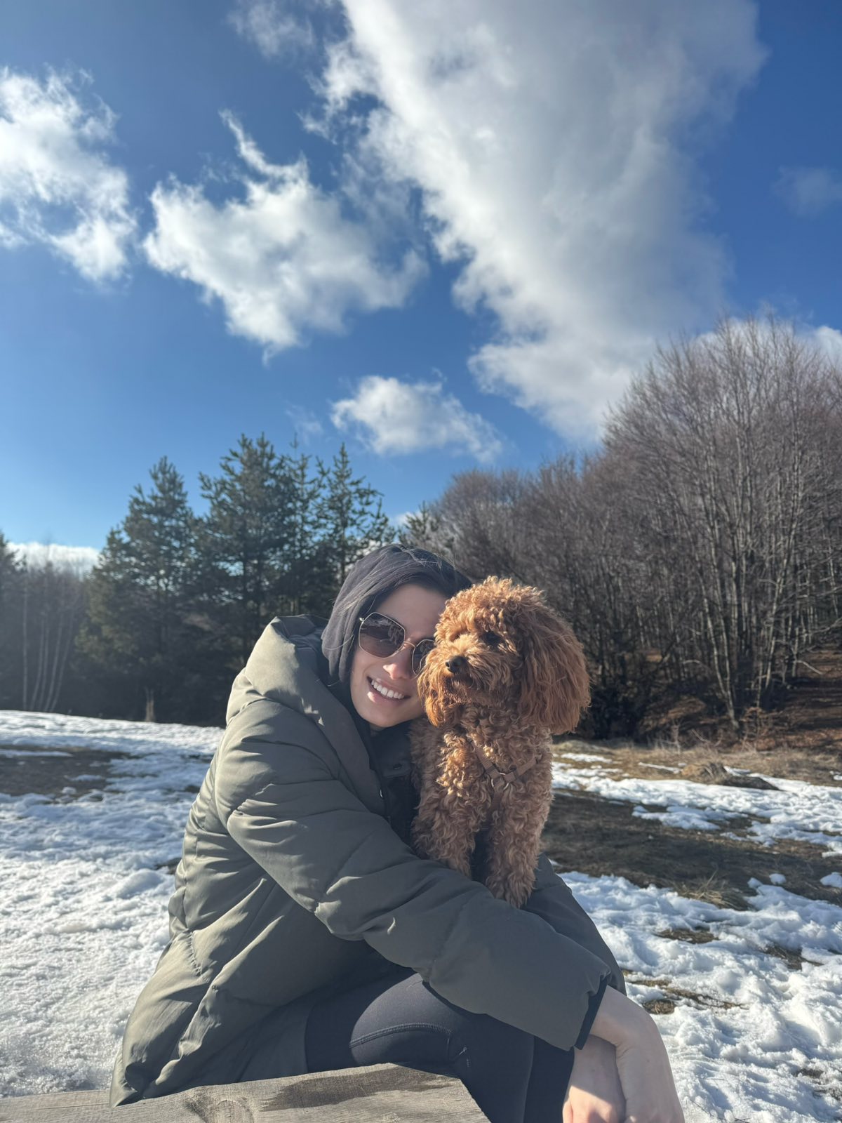 Дрибъл - toy poodle