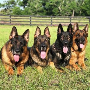 Long-Haired German Shepherds | Majestic & Beautiful Companions