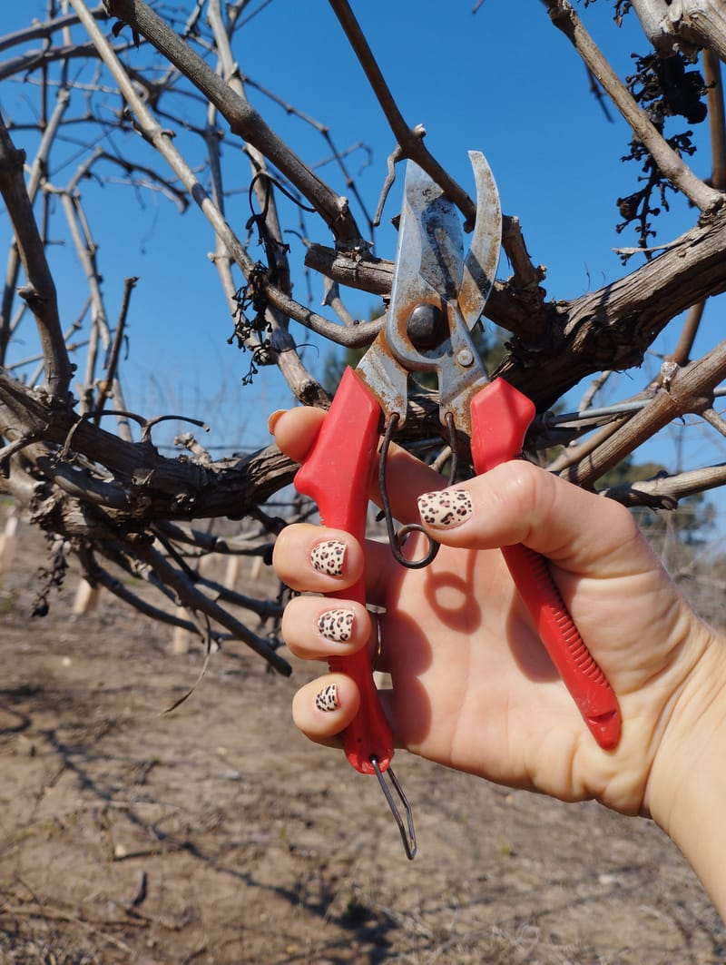 זמירה, על מה ולמה?