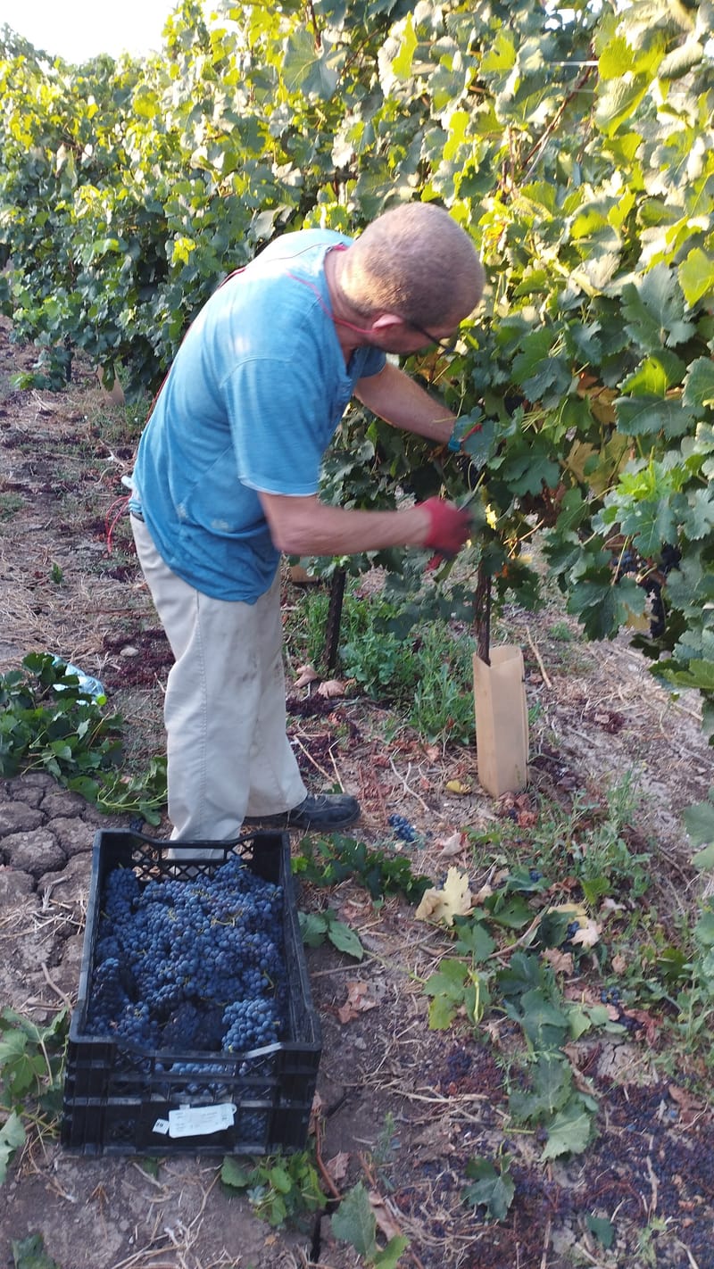 בציר ידני או בציר מכני? ומה זה משנה בכלל?