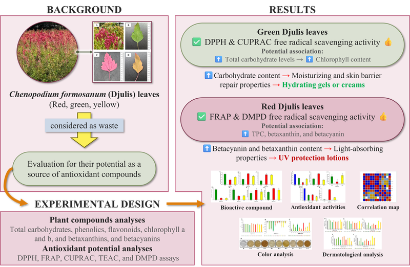 Bioactive compounds and antioxidant efficacy of djulis (Chenopodium formosanum) leaves: implications for sustainable cosmeceutical development