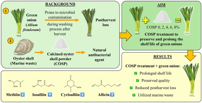 Sustainability of calcined oyster shell powder as a natural preservative for postharvest green onion (Allium fistulosum)