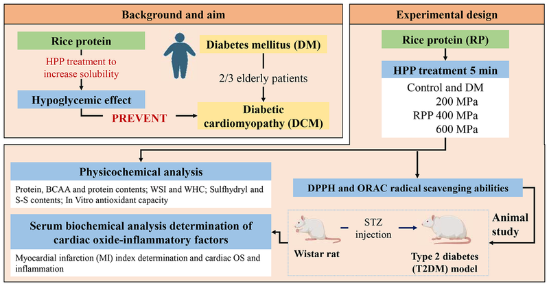 Ameliorative potential of rice protein hydrolysates prepared through high-pressure processing against diabetic cardiomyopathy
