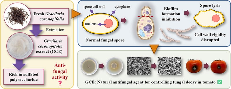 Antifungal properties of a sulfated polysaccharide-rich extract from Gracilaria coronopifolia and its application in controlling postharvest fungal decay in tomato