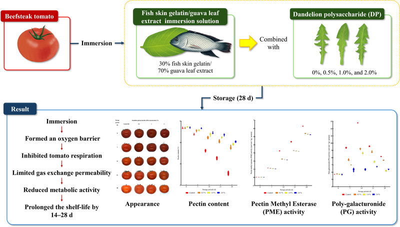 Application of gelatin and guava leaf extract-dandelion polysaccharide immersion solution on the physicochemical properties of tomato fruit during storage