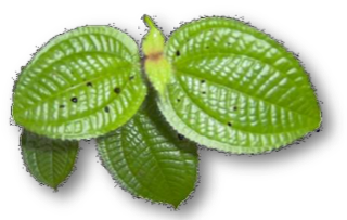 Guyanature, a family team for research, biotechnologies, developed through the study of plants and their environment on site