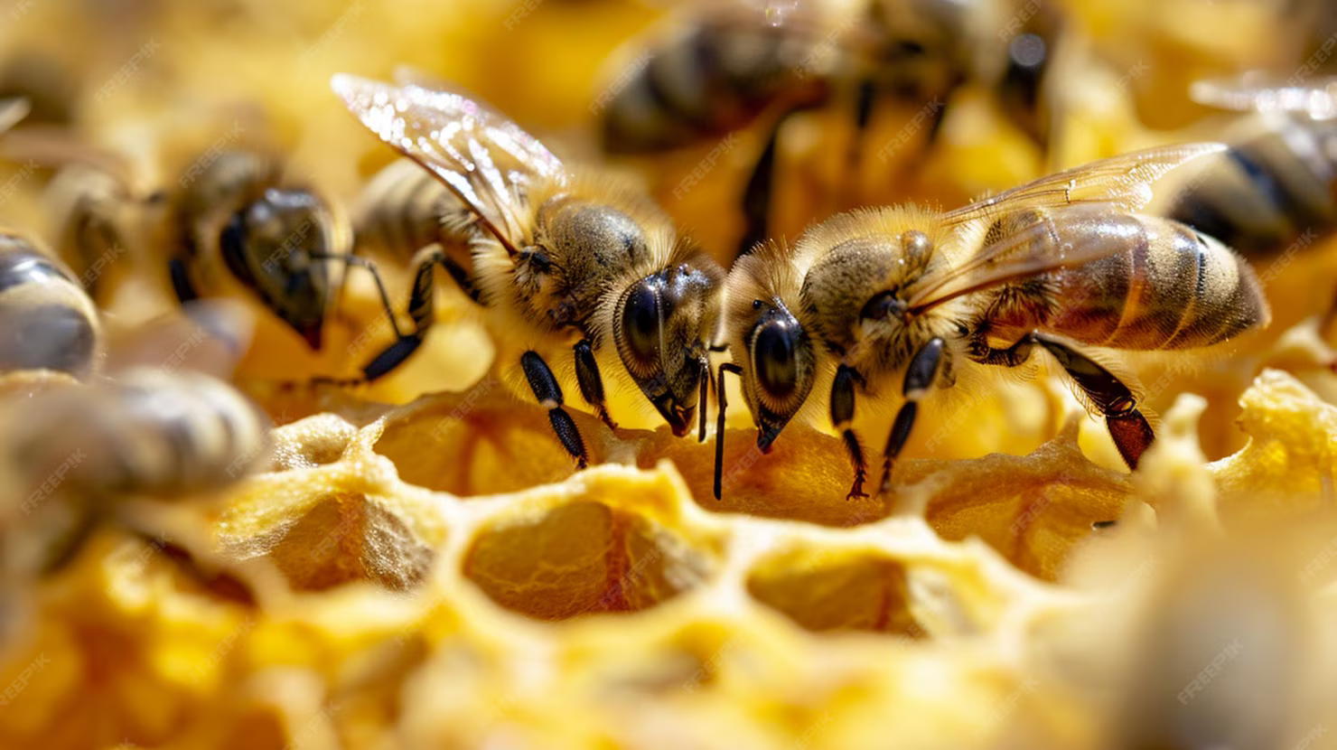 Le miel de Guyane et les pollinisateurs.