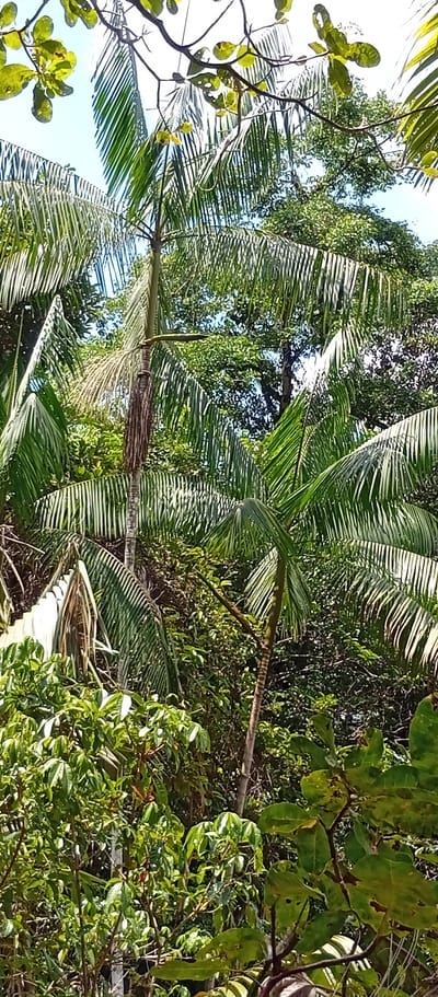 Balade dans la plantation de l'exploitation Guyanature