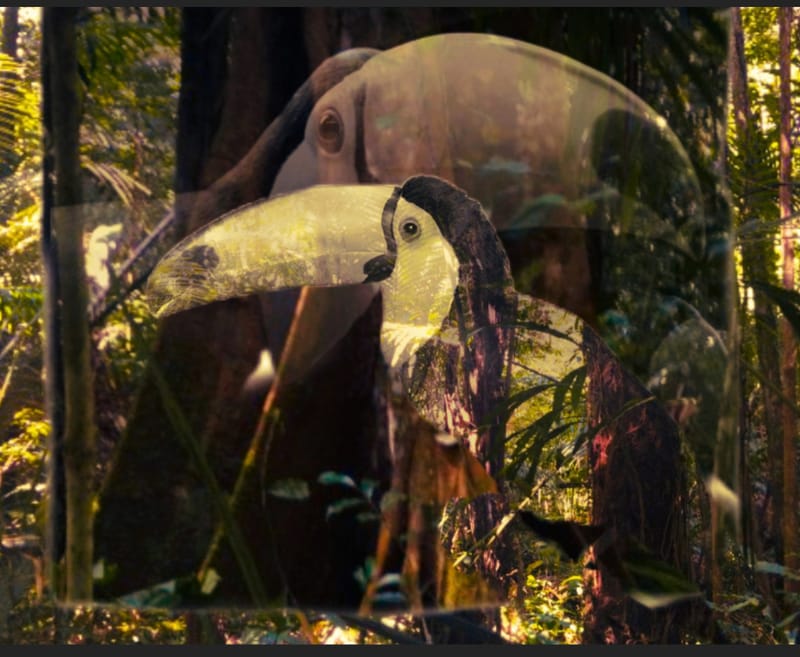 La grande forêt, là, où nous vivons et nous étudions.