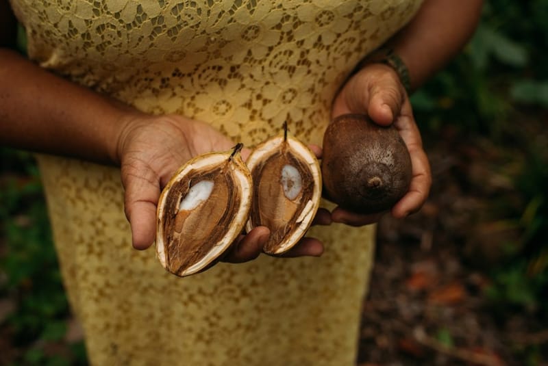 Le coco babaçu, le palmier d'Amazonie le plus utilisé par les peuples autochtones