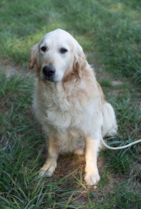 Tonton Simba 13 ans, mon premier Golden Retrievers rien qu'à mois :)