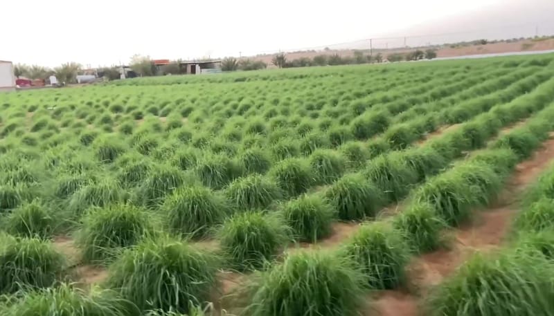 البلوبانك