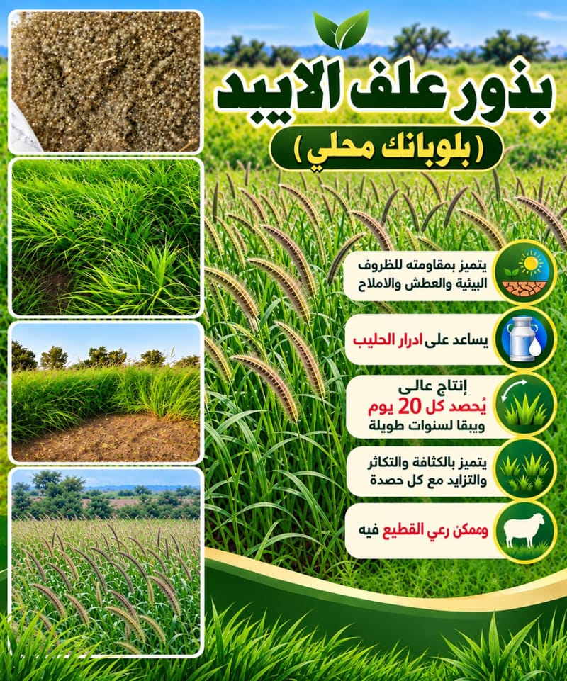 الايبد (البلوبانك المحلي)