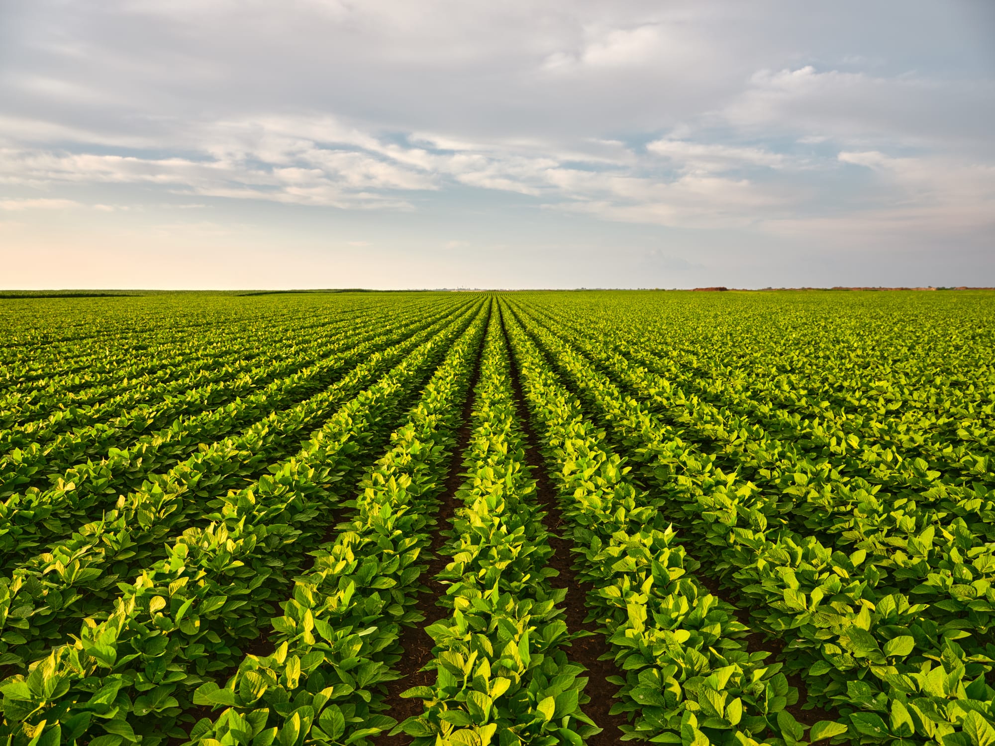 Farmland And Heirs Property