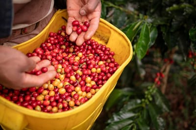 Del grano a la taza: Un recorrido por el mundo del café