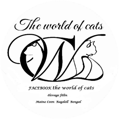 the world of the cats