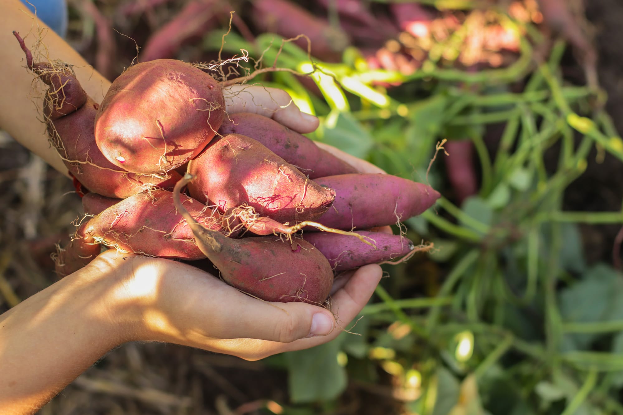 Agroprocessing