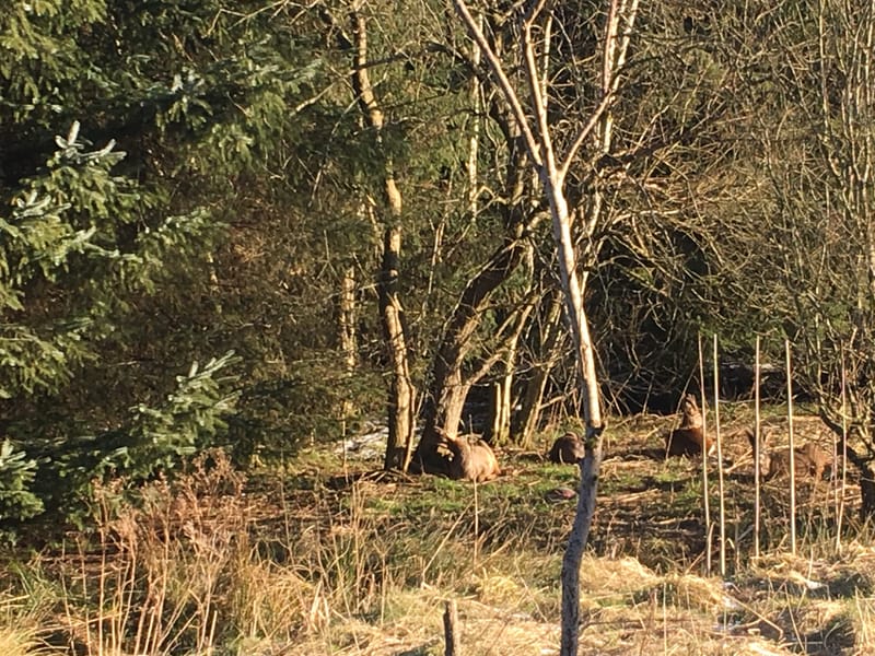 Native Woodland Development