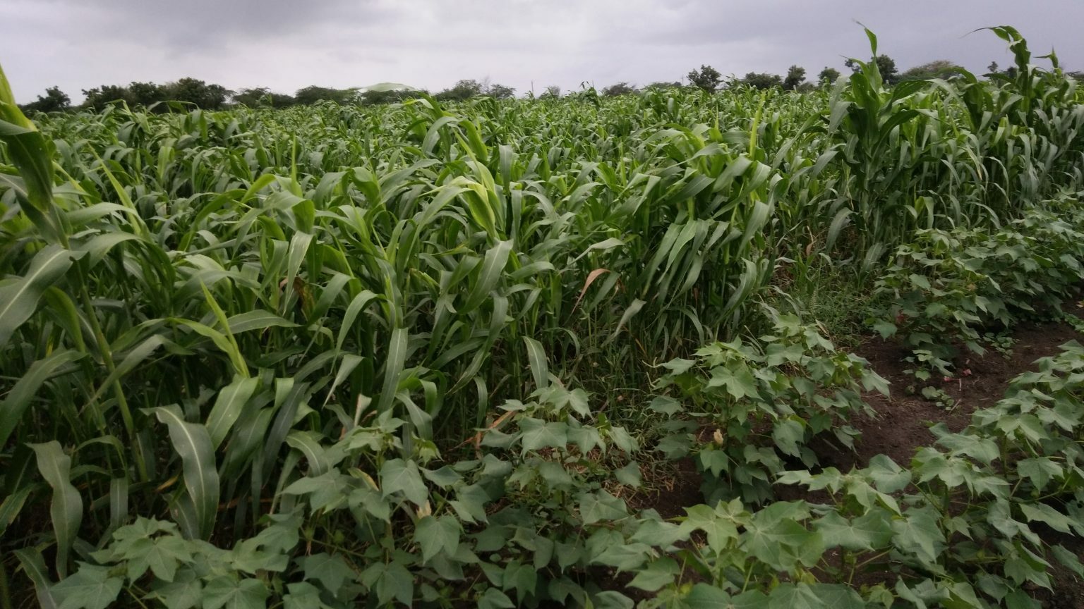 Pader District to Benefit from Climate-Smart Agriculture Project