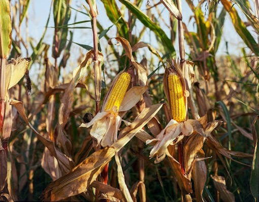 Empowering Youth Through Agribusiness: David’s Transformation