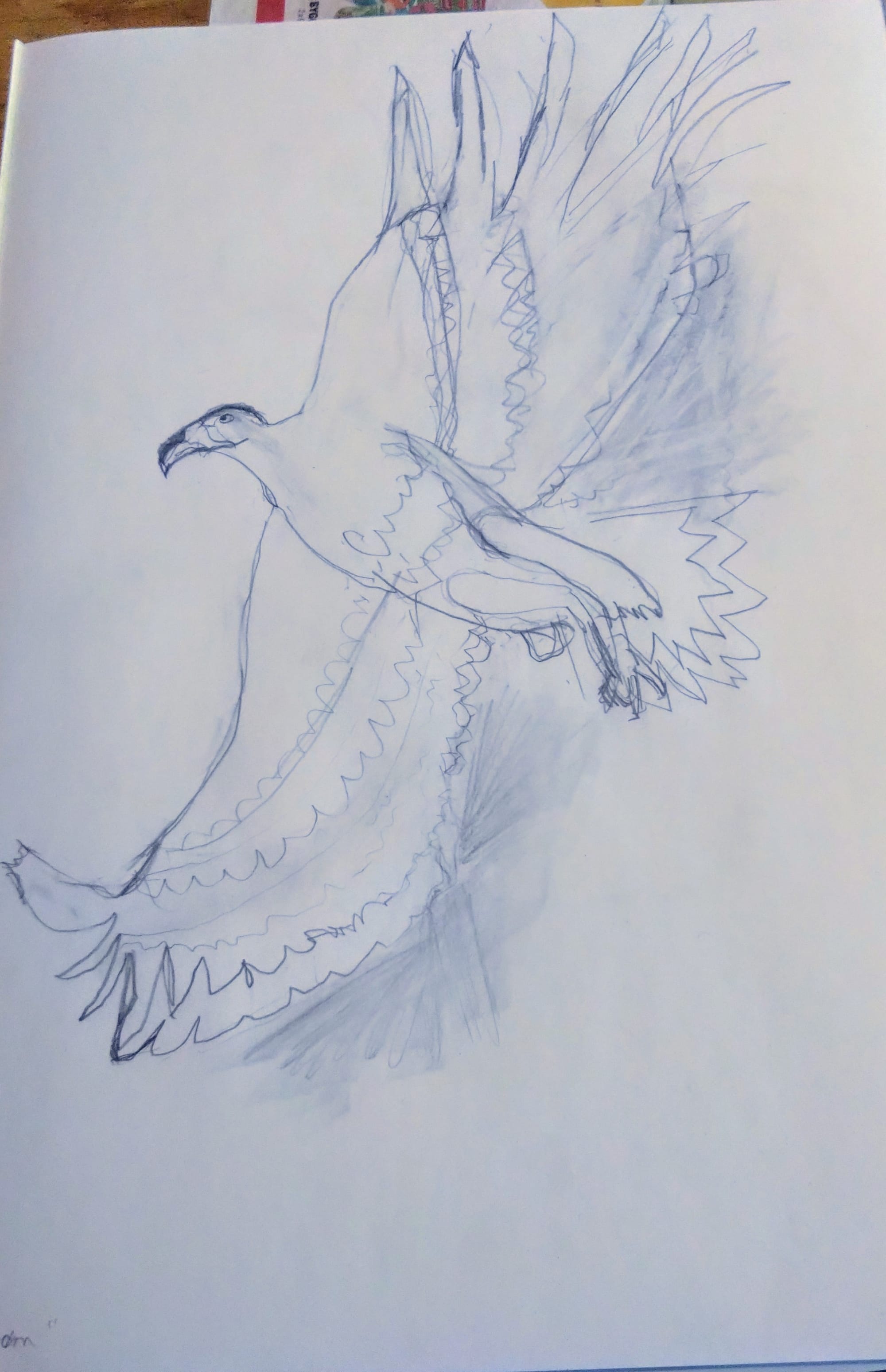 "Havørn tar av", strs. a3, pencil