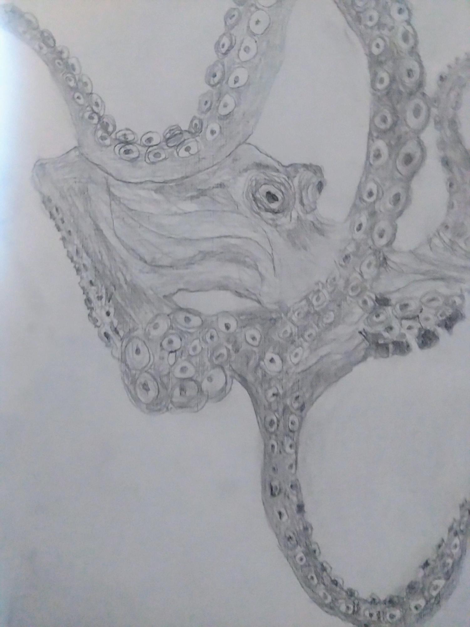 "Octopus", A4, I ramme