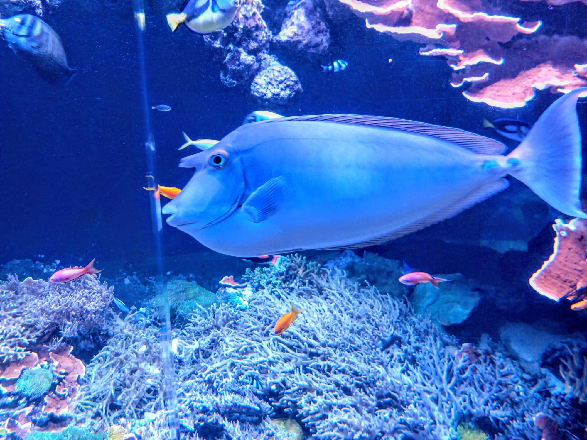 "Blue planet" - Copenhagen