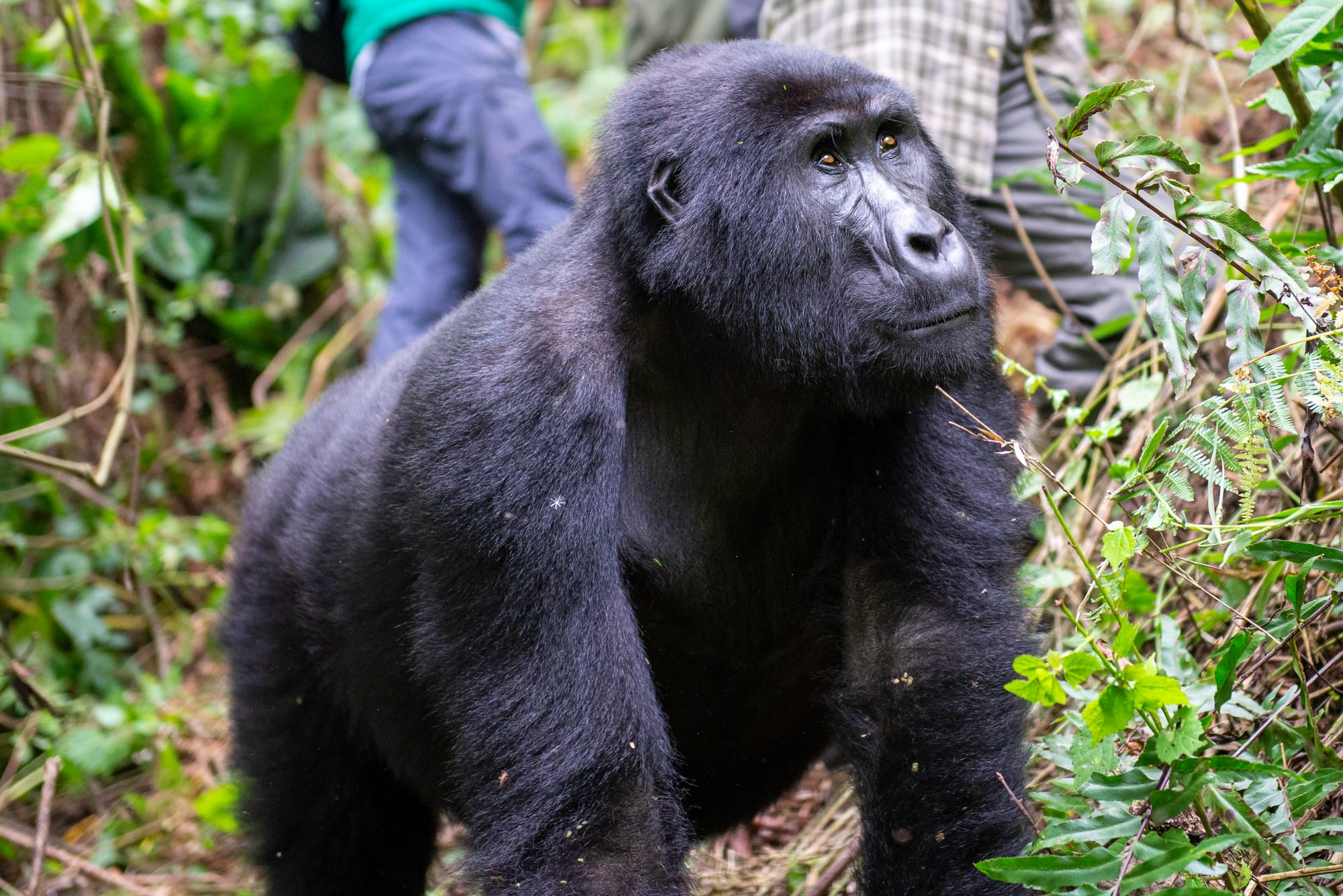 Gorilla Trekking & Wildlife Safari (Uganda & Rwanda) – 8 Days