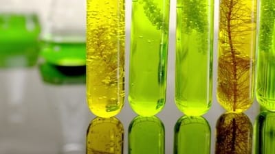 Biofuel Market in India, Outlook, Size, Trends and Report 2025-2030