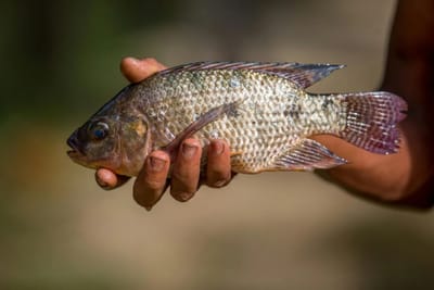 India Tilapia Market: Smart Biofloc Tech Ignites a 6.15% Surge