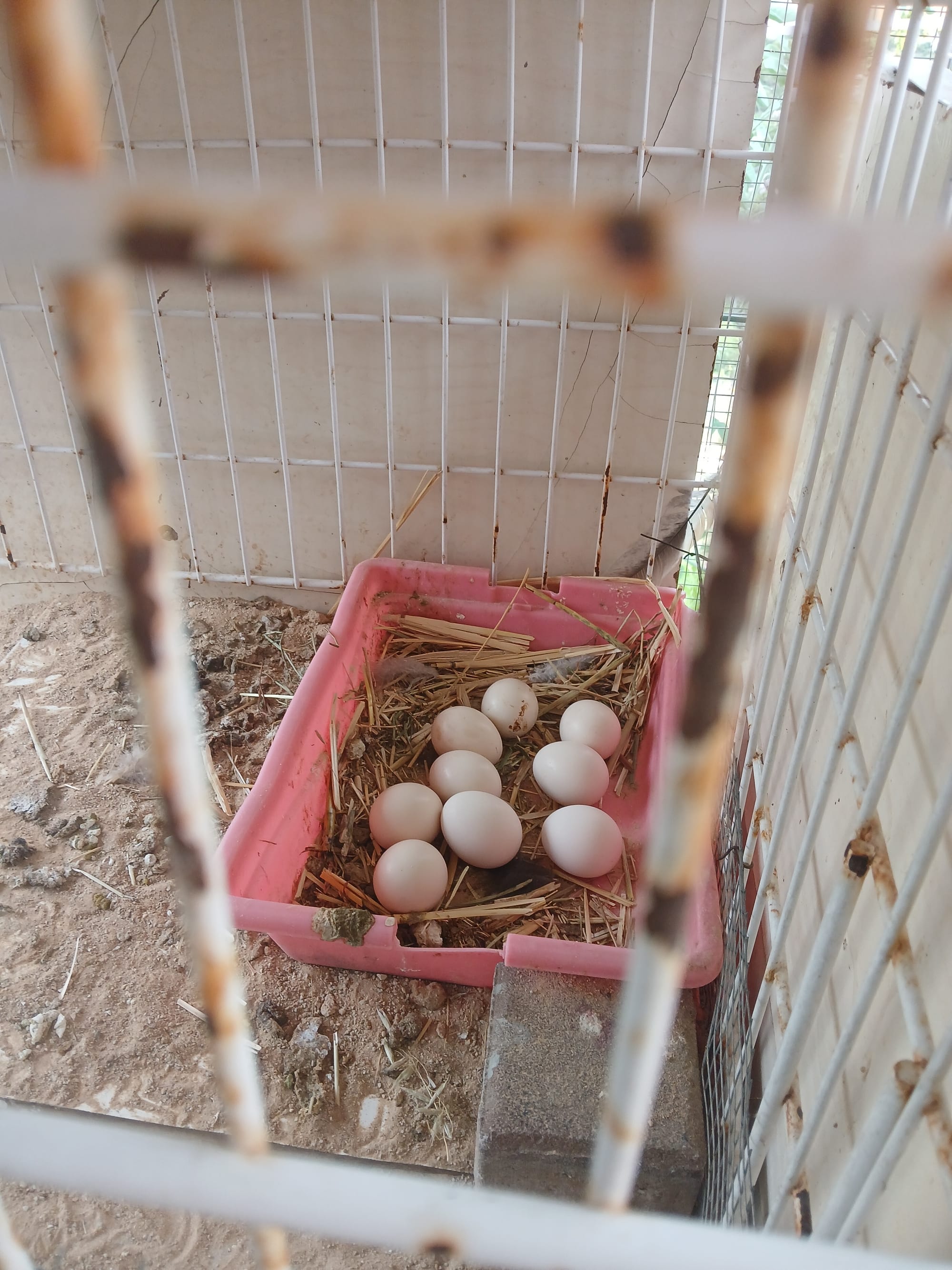 פעילויות ילדים