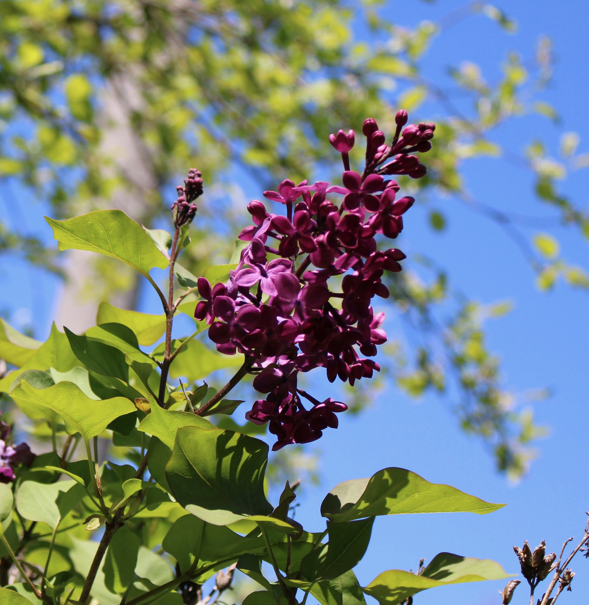 Lilac