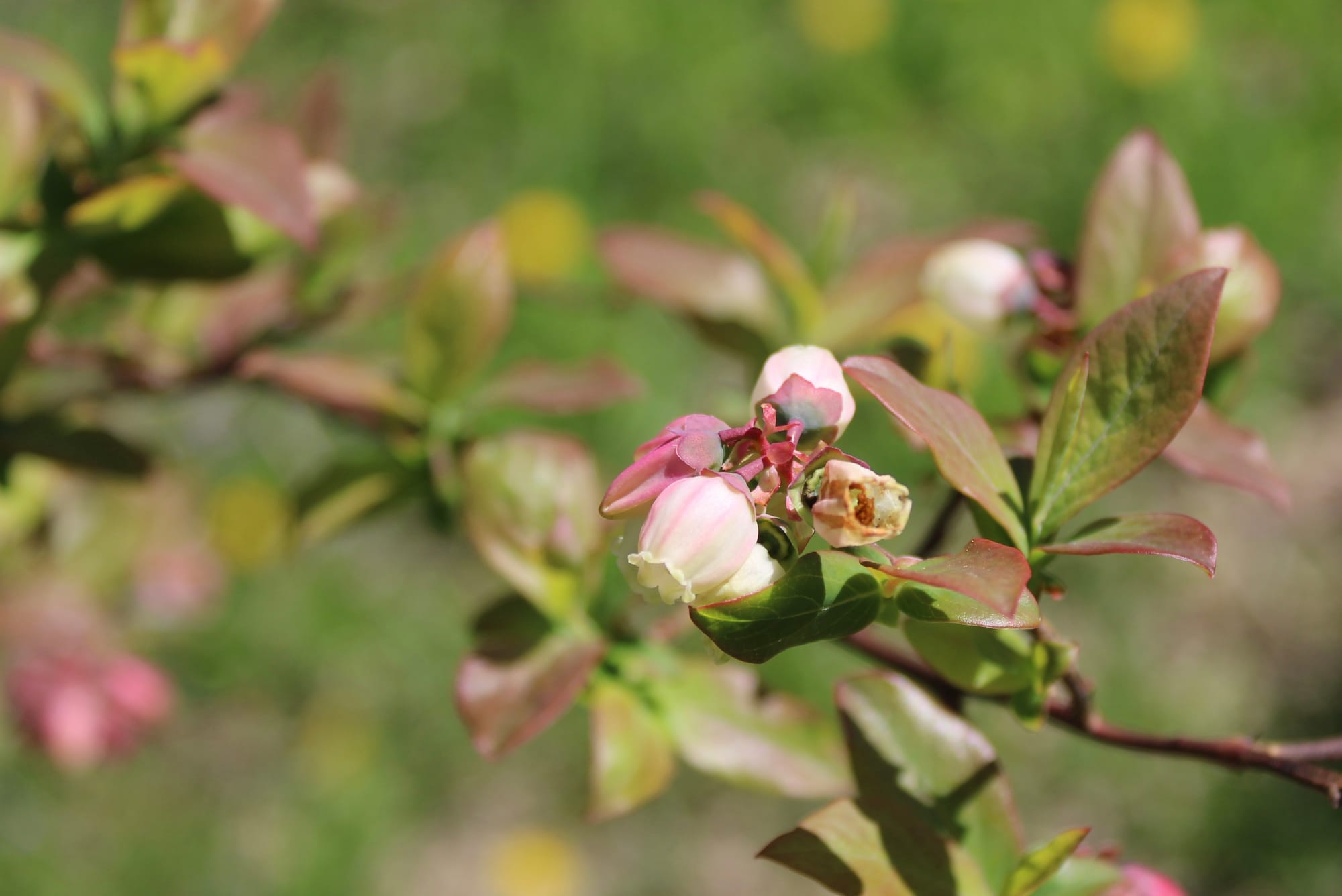 Blueberry Buds