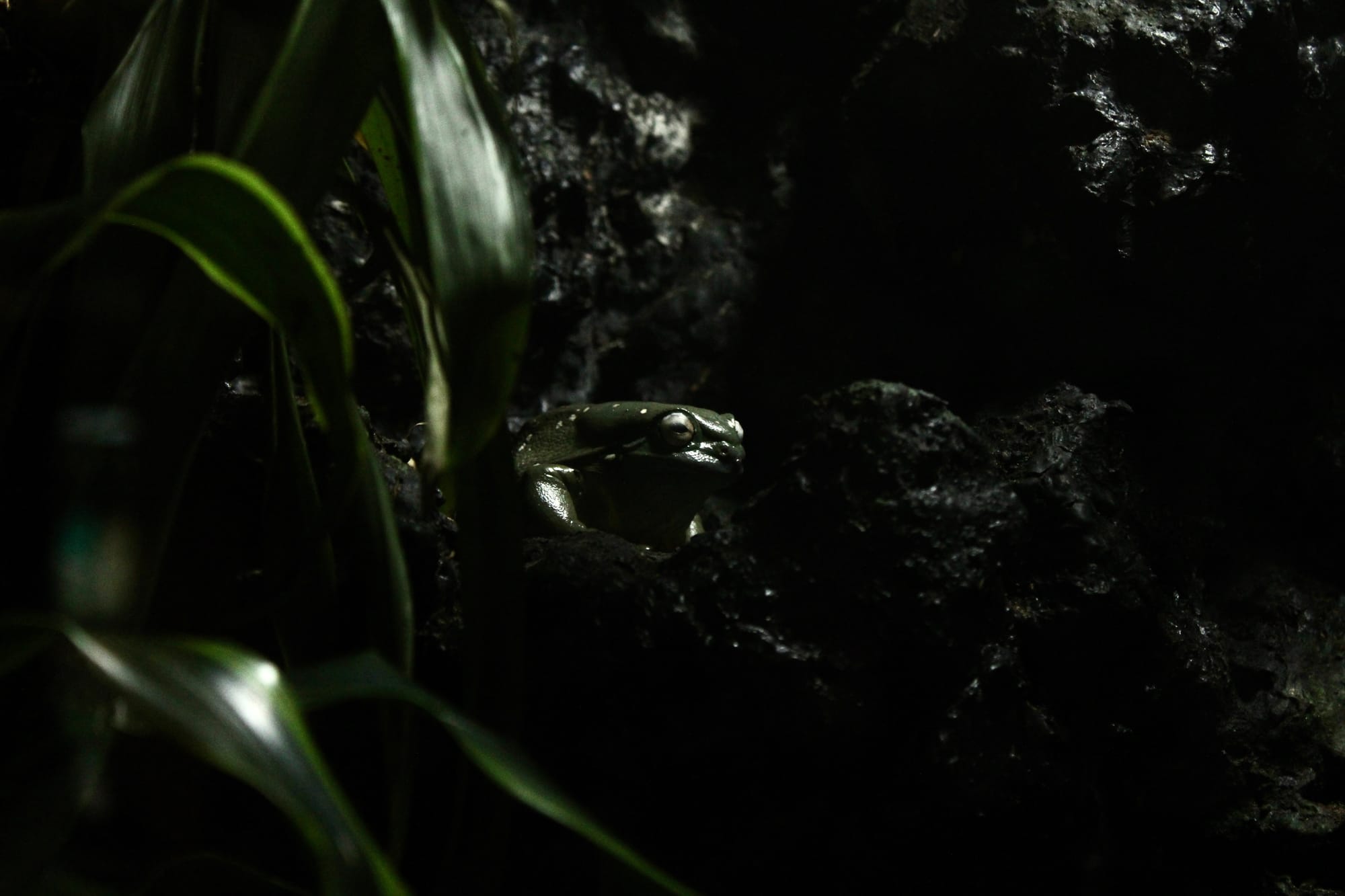 Frog 1