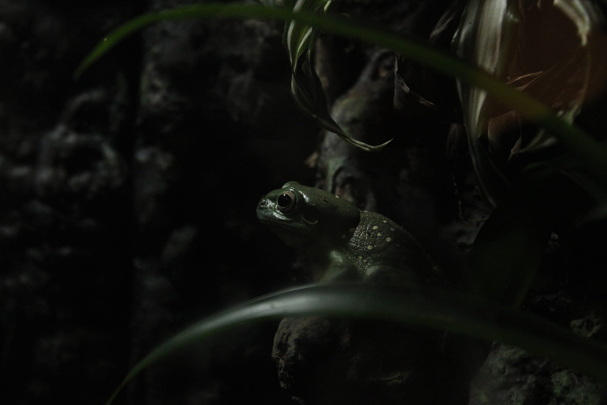 Frog 2