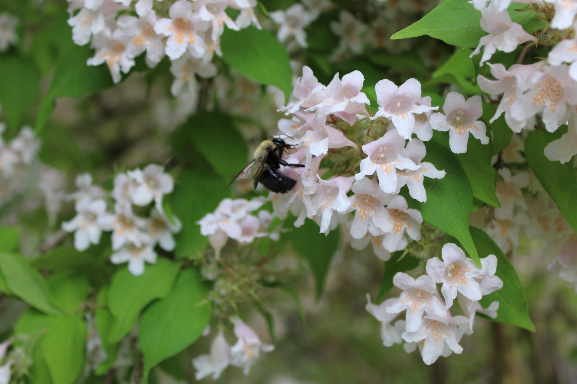 Bumble