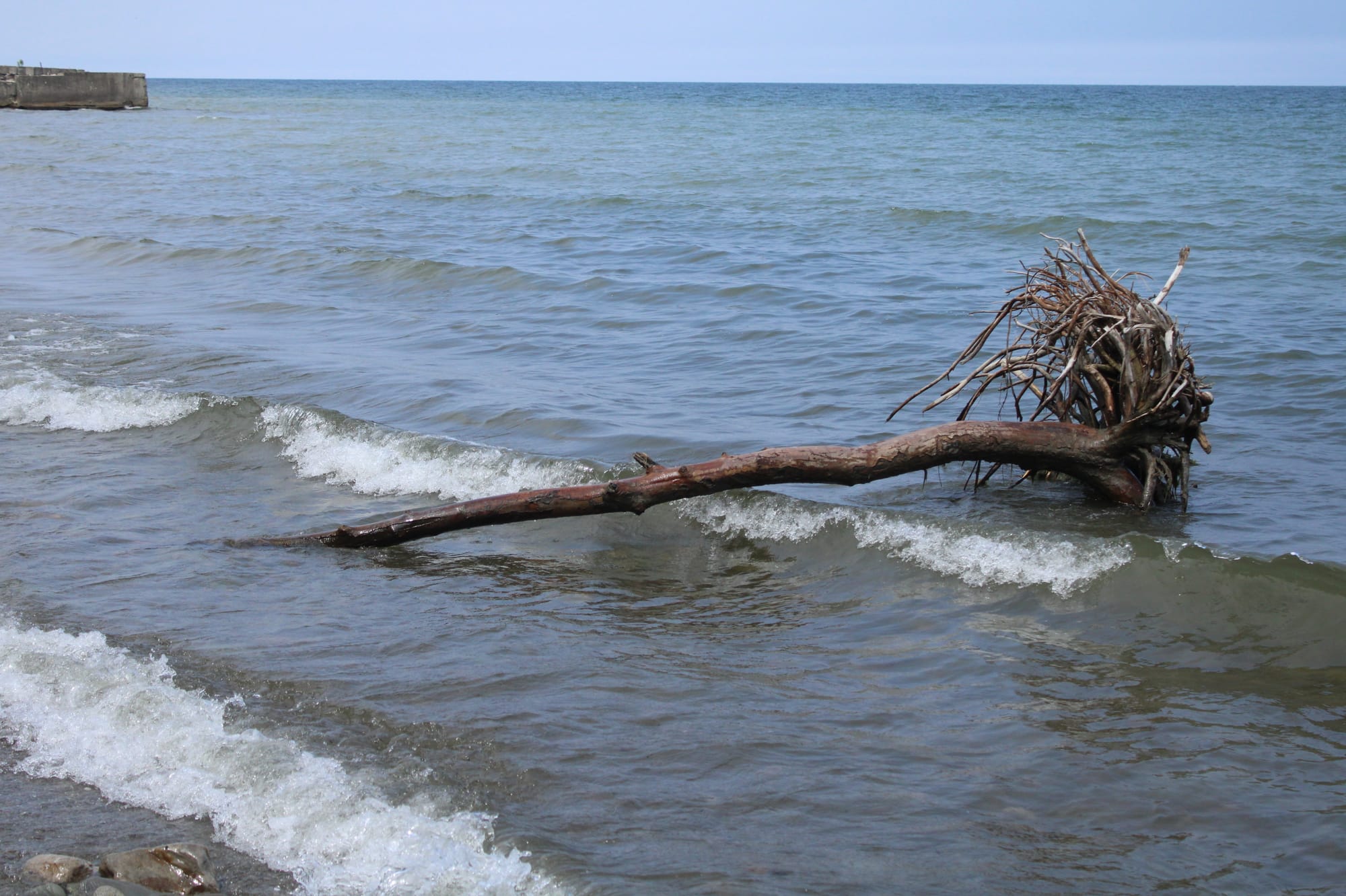 Driftwood