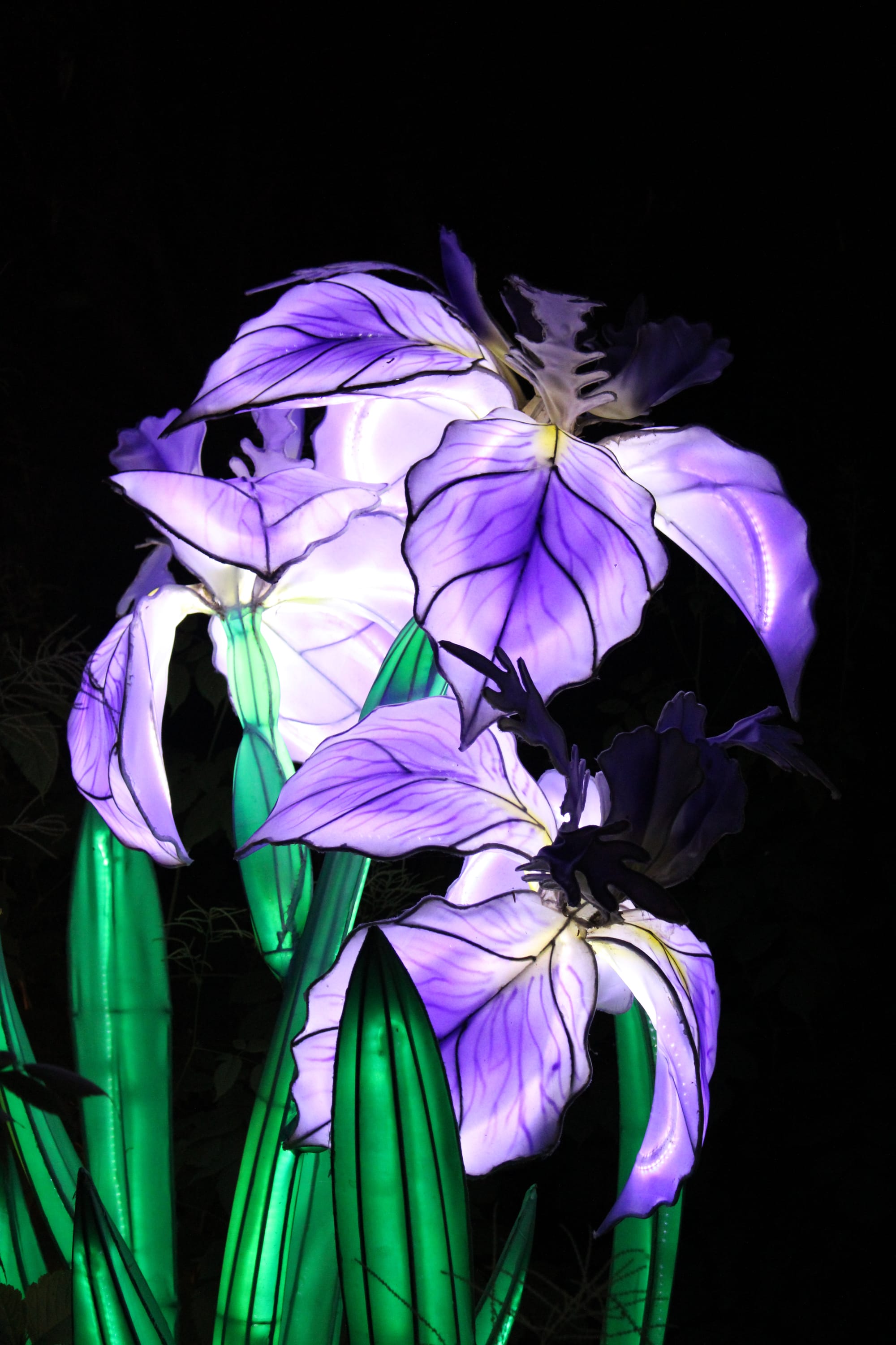 Glowing Blossoms