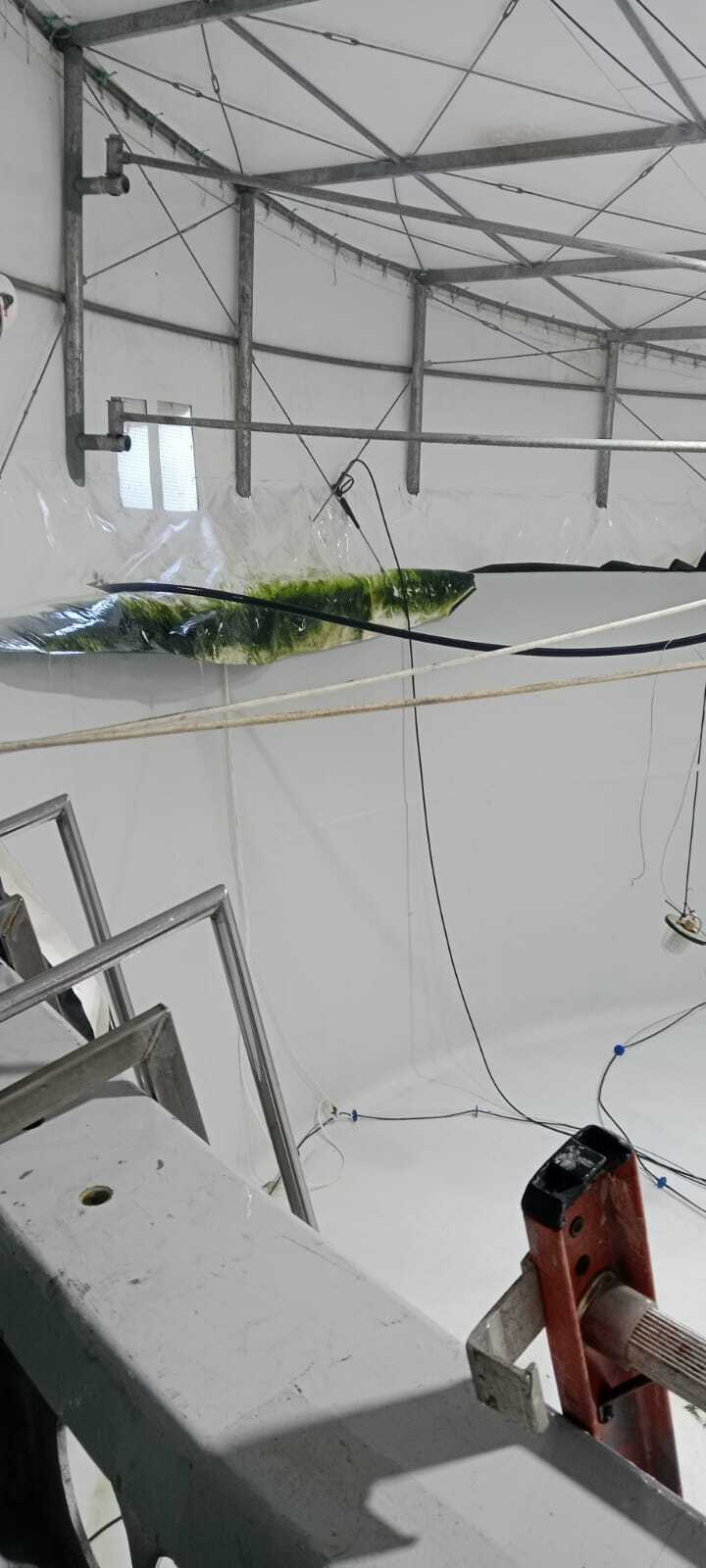 PLANTAS DE AGUA DULCE