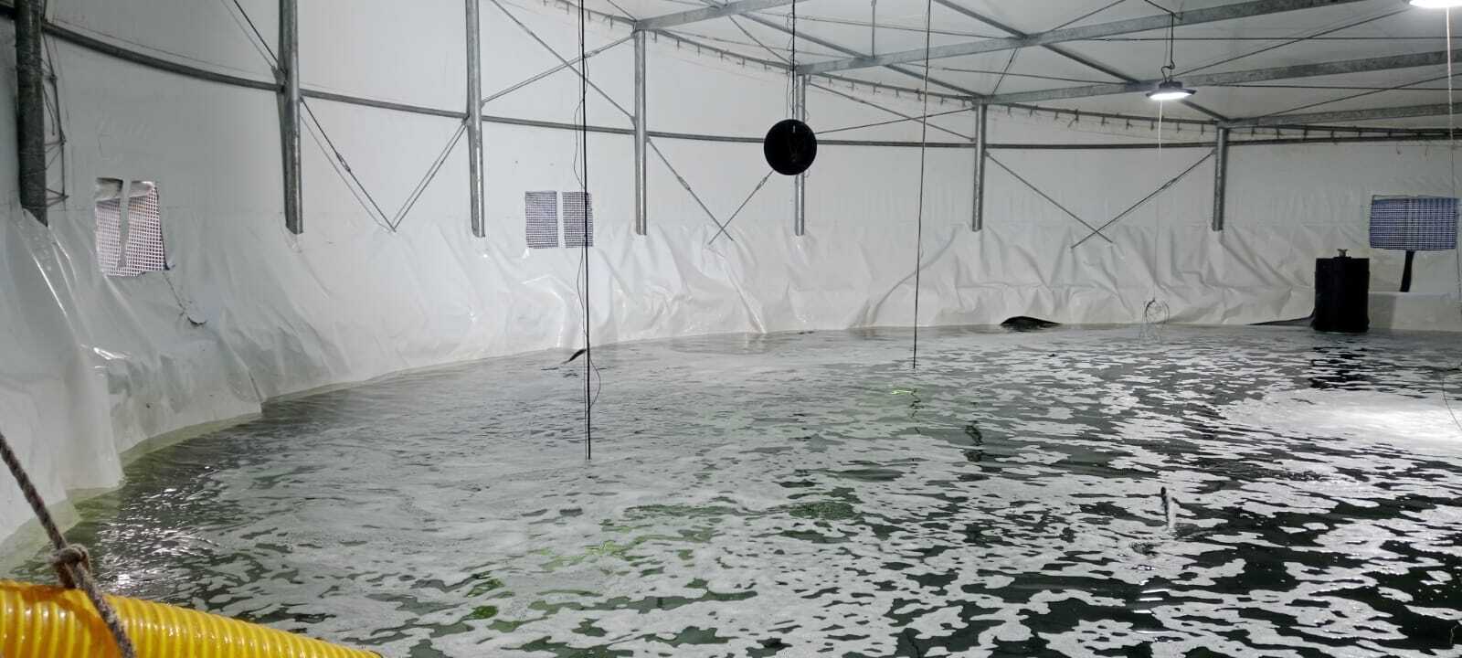 PLANTAS DE AGUA DULCE