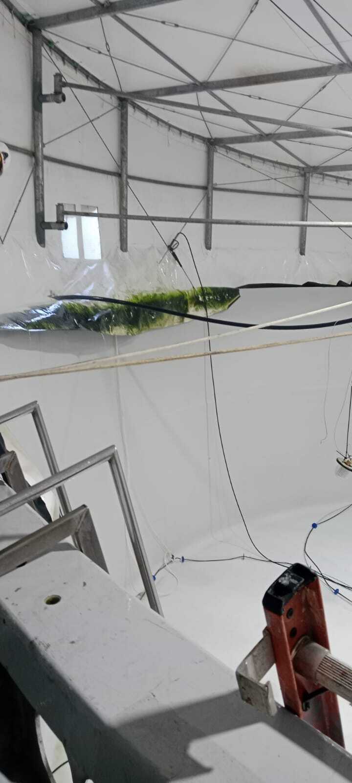 PLANTAS DE AGUA DULCE