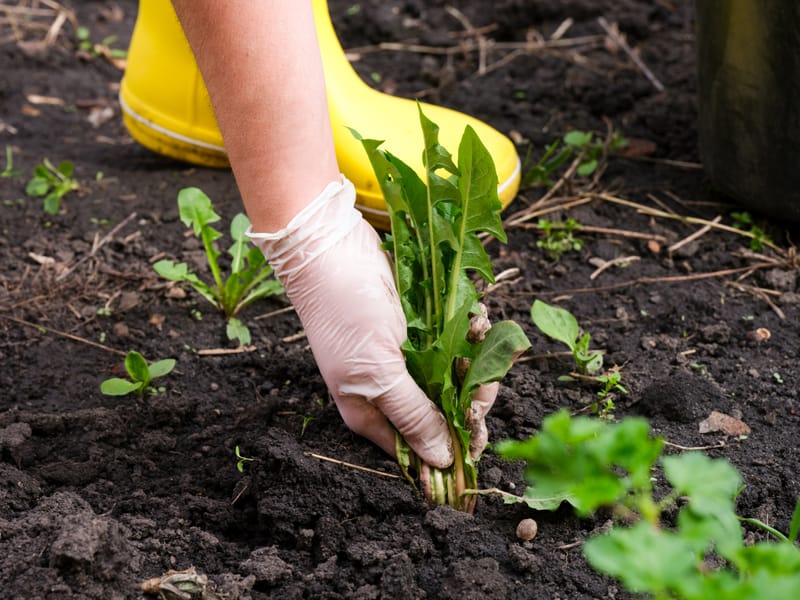 Weed Removal