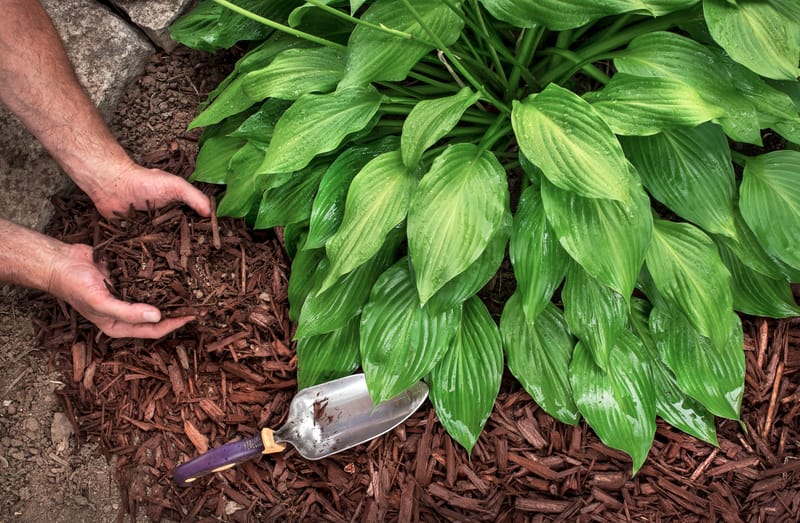 Mulching