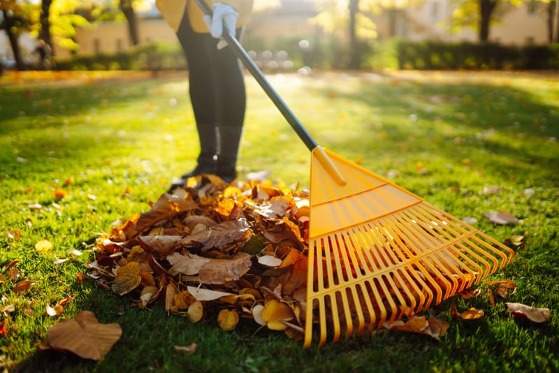 Leaf Removal