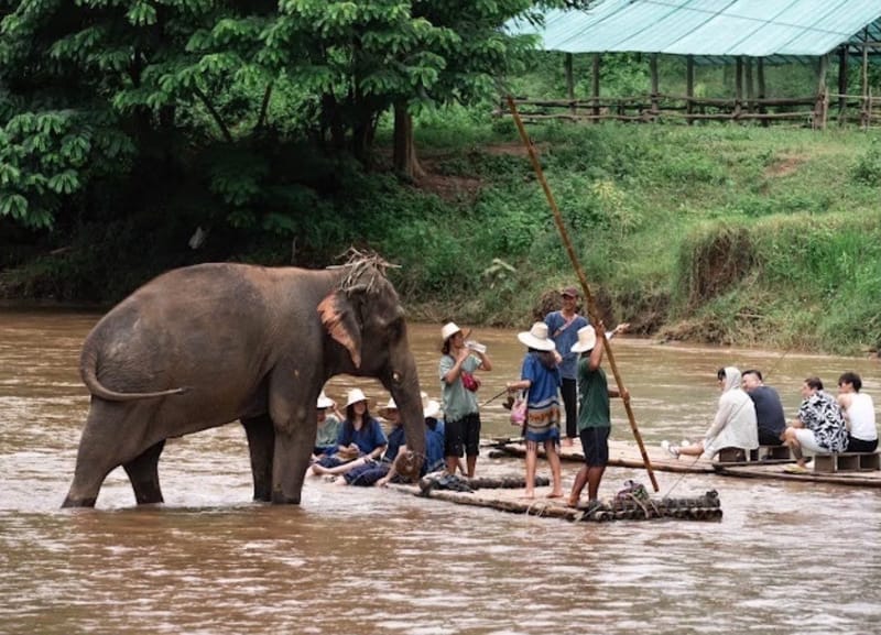 ELEPHANTS SANCTUARY CARE HALF DAY