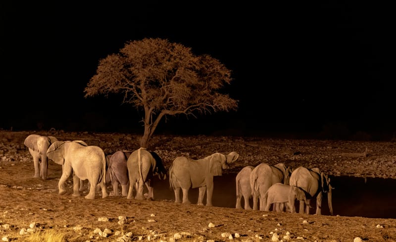 NIGH SAFARI ENTRANCE TICKET+TRANSFER