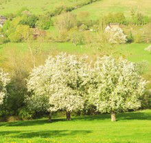 🌳 La Carte Postale