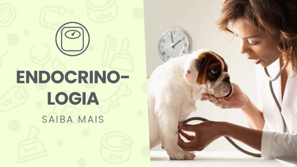 Endocrinologia