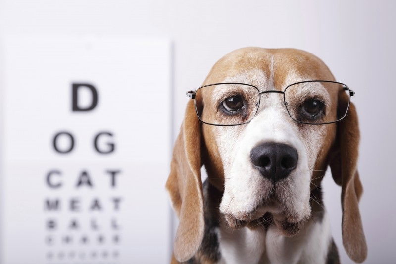 Ophthalmology