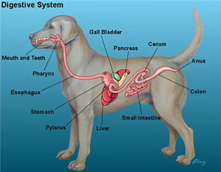 Gastrointestinal
